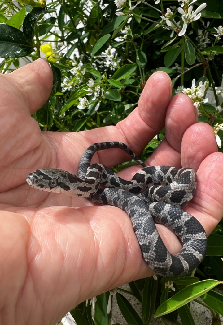 Black Rat Snake